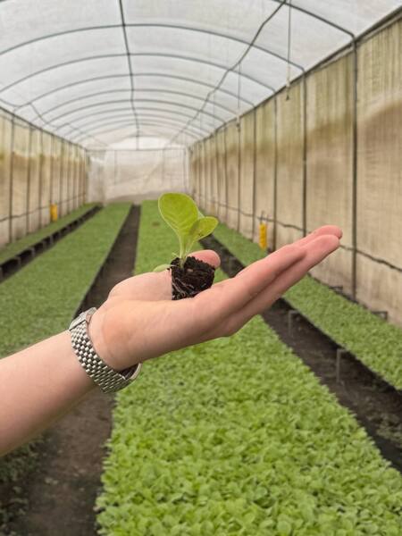 Табачный детский сад. С чего начинается путь табачного куста?