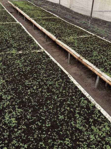 Табачный детский сад. С чего начинается путь табачного куста?